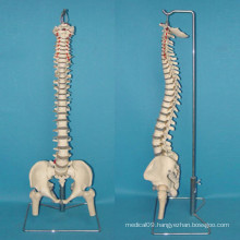 Natural Human Spine Femur Skeleton Model Used for Medical Practice (R020711)